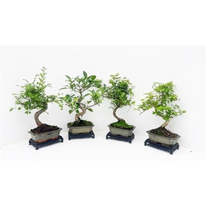 Bonsai mix, indoor, 15 cm., shape, with table