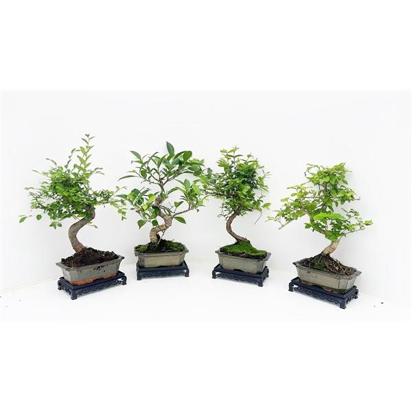 <h4>Bonsai mix, indoor, 15 cm., shape, with table</h4>