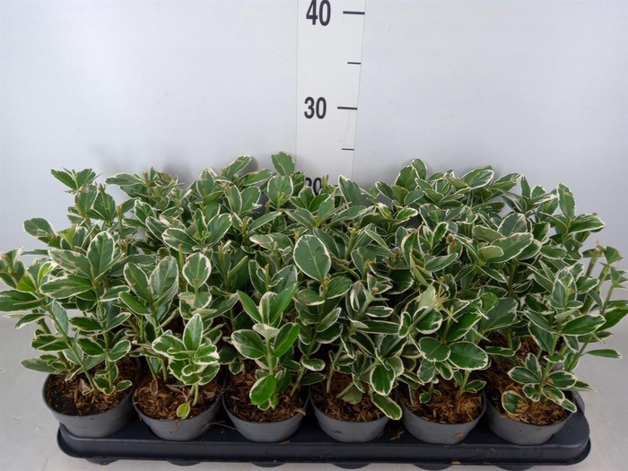 <h4>Euonymus japon. 'Kathy'</h4>