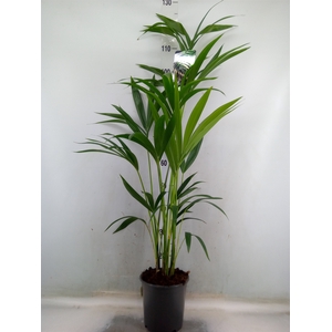 Howea forsteriana