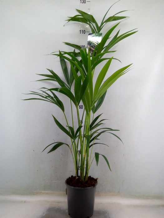 <h4>Howea forsteriana</h4>