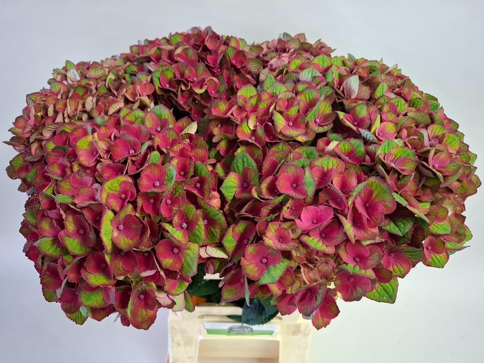 <h4>HYDR M MAG CHARLOTTE</h4>