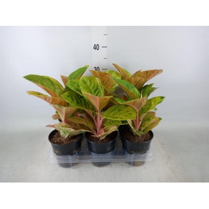 Aglaonema   ...