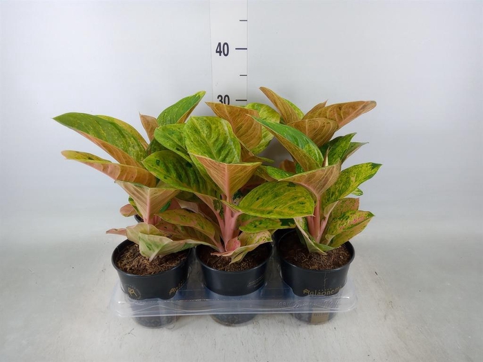 <h4>Aglaonema   ...</h4>