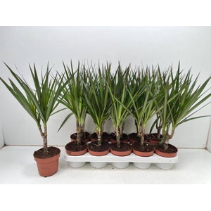 DRA MARGINATA