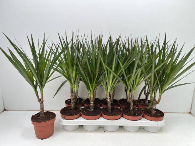 <h4>DRA MARGINATA</h4>