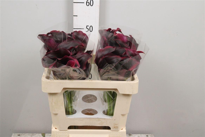 <h4>Zant Rudolph</h4>