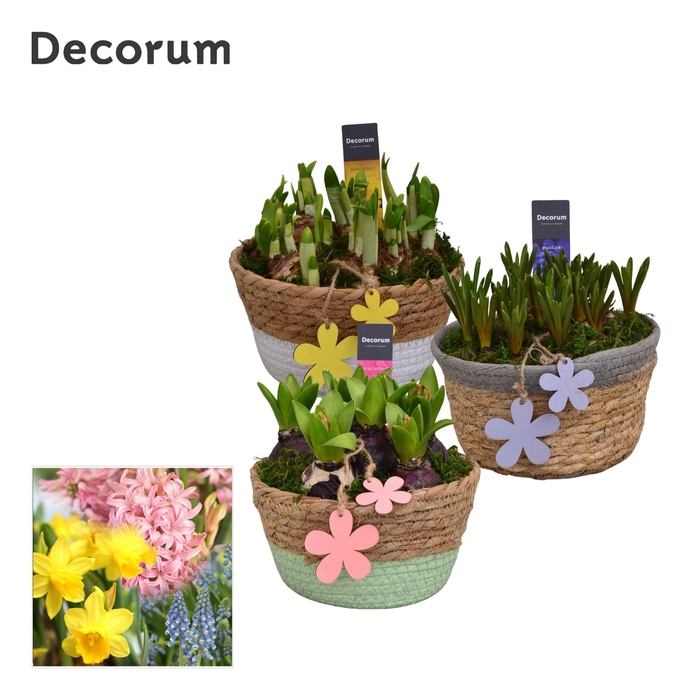 <h4>Bollenmix Urban schaal HL10913B</h4>