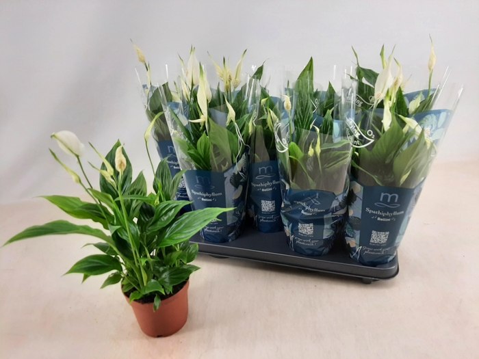 <h4>SPATH BELLINI</h4>