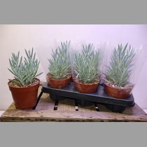 Curio Fic Mt Everest