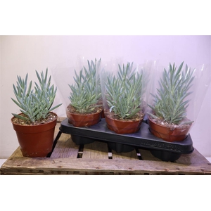 arr8 Curio Fic Mt Everest