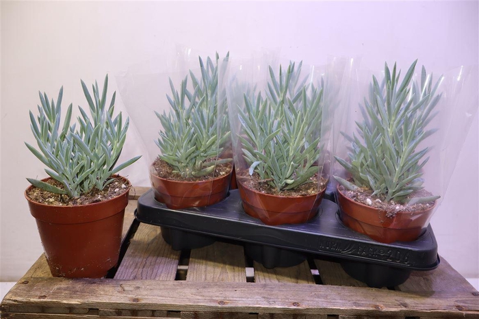 <h4>Curio Fic Mt Everest</h4>