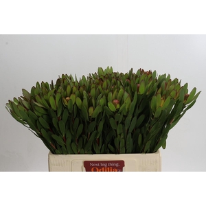 Leucadendron Goldstrike