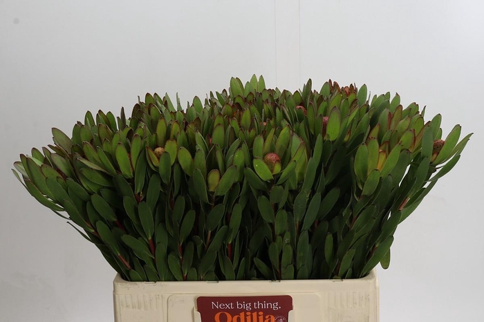 <h4>Leucadendron Goldstrike</h4>