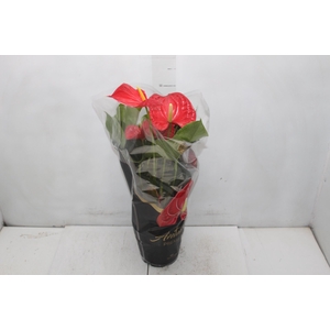 ANTHURIUM MICHIGAN P17 PREMIUM
