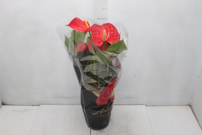 <h4>ANTHURIUM MICHIGAN P17 PREMIUM</h4>