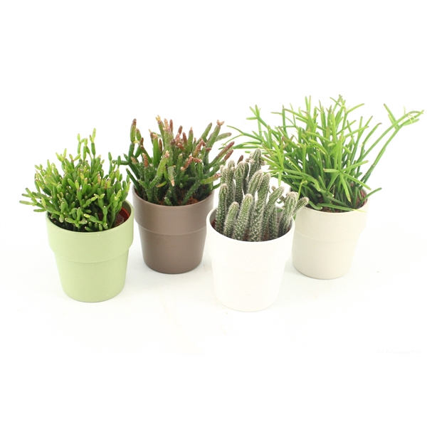 <h4>Rhipsalis gemengd P5,5 in Dubai</h4>