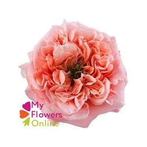 R Gr Mandarin Xpression Pink 50cm EC