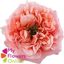 R Gr Mandarin Xpression Pink 50cm EC