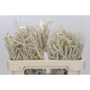 Amaranthus Yearming Desert