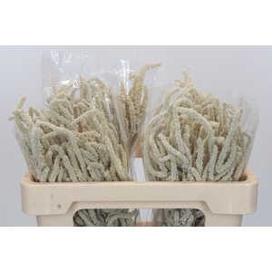 Amaranthus Yearming Desert