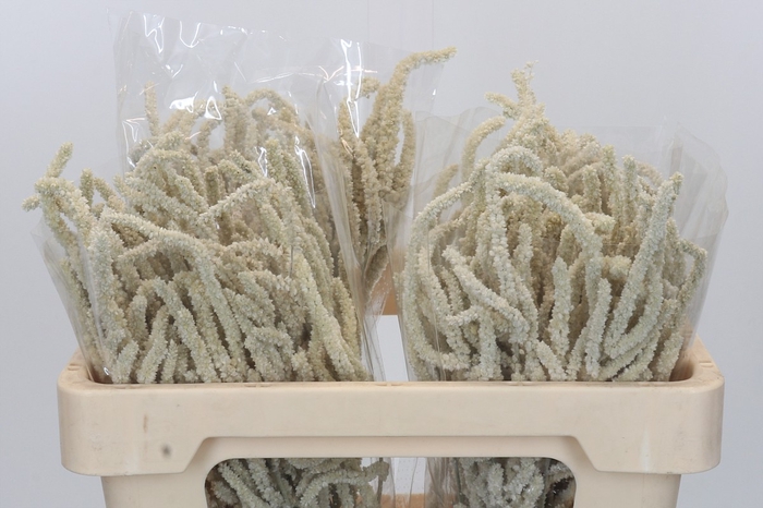 Amaranthus Yearming Desert