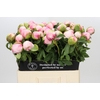 Paeonia Colonel Owen Cousins