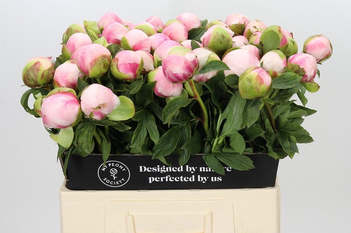 Paeonia Colonel Owen Cousins
