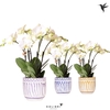 Phalaenopsis wit meer takken