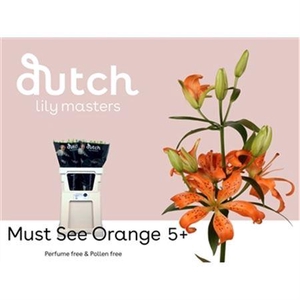 Li Az Must See Orange