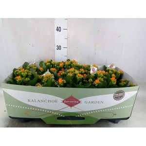 Kalanchoe  'Acheron'