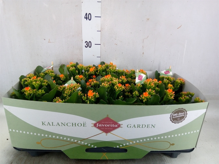 <h4>Kalanchoe  'Acheron'</h4>