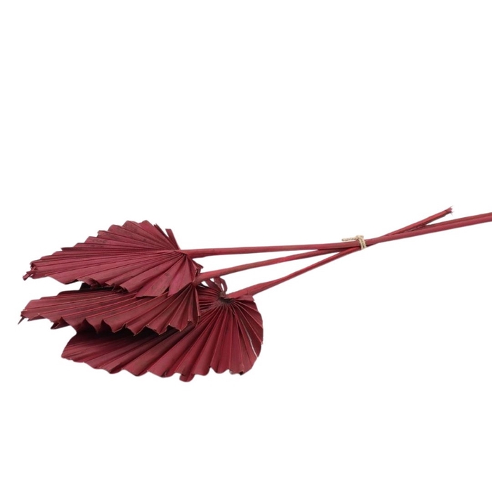 Dried flowers Palm Spear 50cm x10