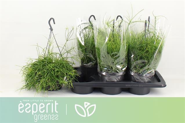 Rhipsalis cassutha Cassera (Cites) 17Ø 25cm