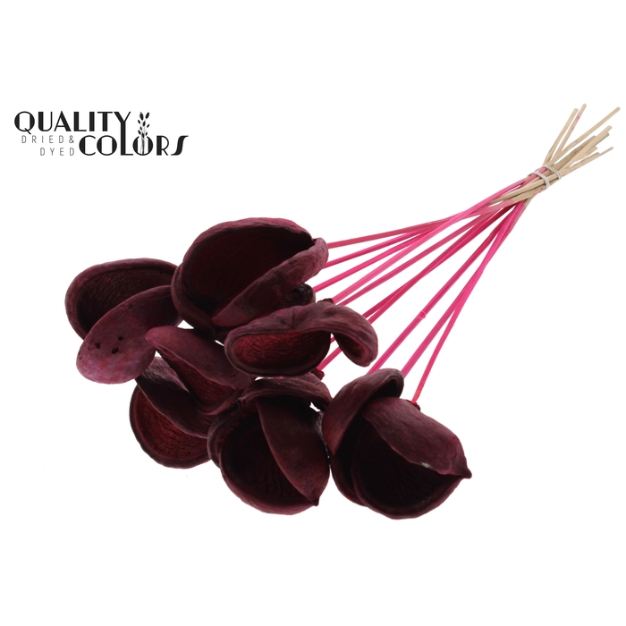 <h4>Badam on stem Cerise</h4>