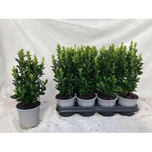 EUONYMUS JA GR SPIRE