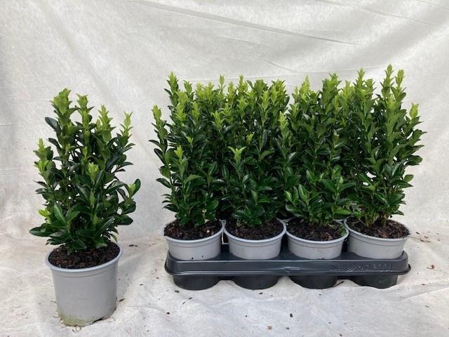 <h4>EUONYMUS JA GR SPIRE</h4>