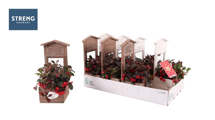 <h4>GAULTH PR BIG BERRY</h4>