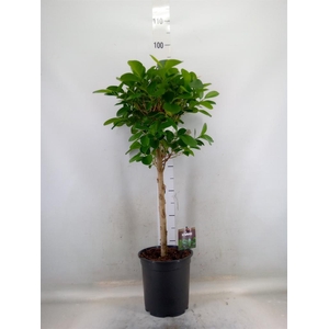 Ficus microcarpa 'Moclame'