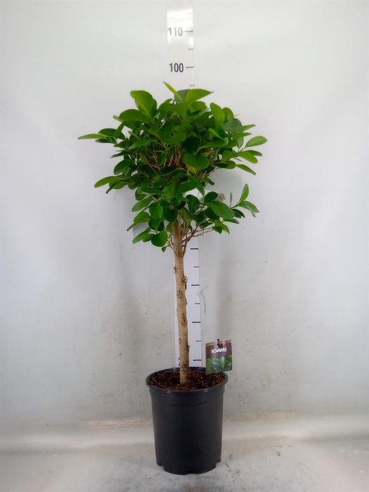 <h4>Ficus microcarpa 'Moclame'</h4>