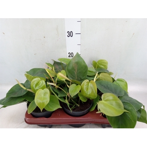 Philodendron scand.