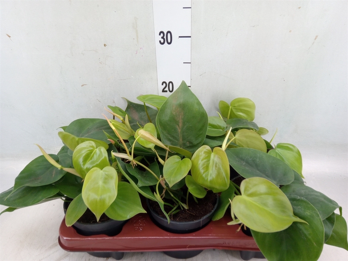 <h4>Philodendron scand.</h4>