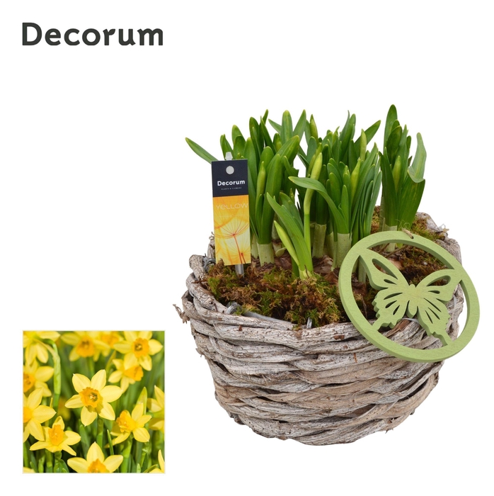 <h4>ARR NARCISSUS</h4>