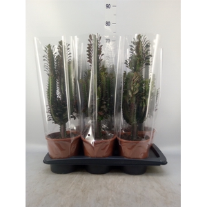 Euphorbia trigona 'Rubra'