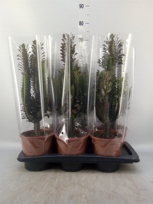 <h4>Euphorbia trigona 'Rubra'</h4>
