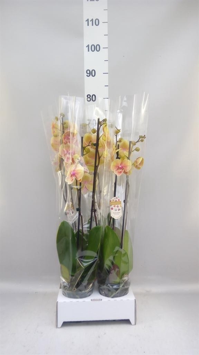 <h4>Phalaenopsis   ...yellow</h4>