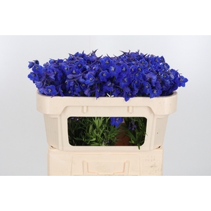 Delphinium Be Atlantis