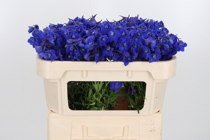 <h4>Delphinium Be Atlantis</h4>