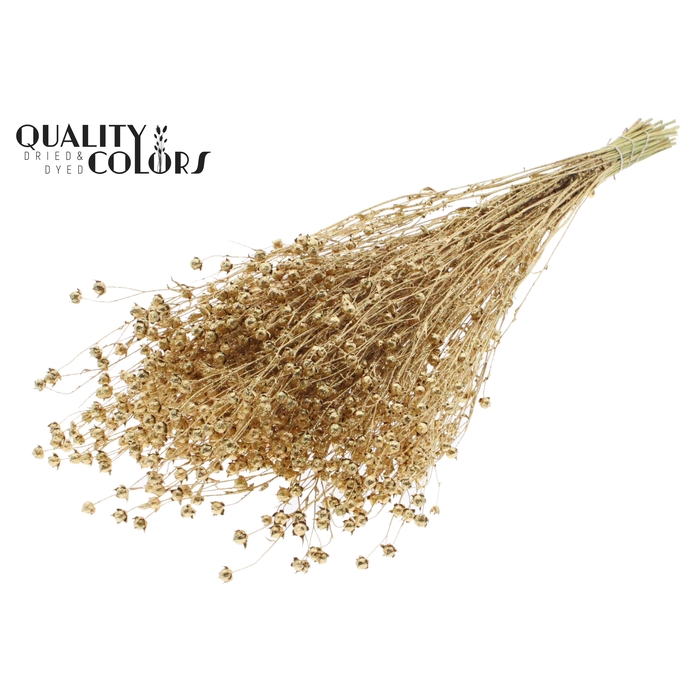 <h4>Lino Vlas p/bunch in poly Antique Gold + Glitter</h4>