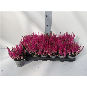 Callu Bl Michelle